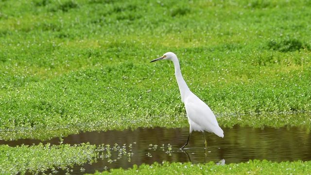 HD video of one snowy egret catching standing in shallow marsh water surrounded by green vegetation searching for food. Common shore birds in California, most recognized by yellow "slippers" feet