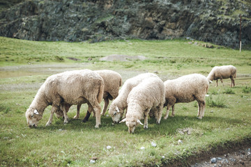 Obraz na płótnie Canvas sheep