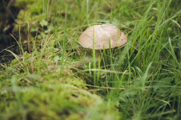 mushroom