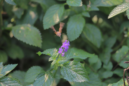 Macroglossum Insipida At Hong Kong, Kam Shan Country Park 2019