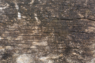 Obraz premium pattern of decay wood