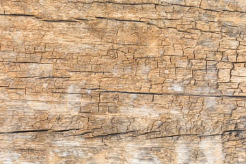 pattern of decay wood