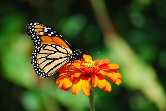 Monarch butterfly on an orange  zinnia flower in a garden