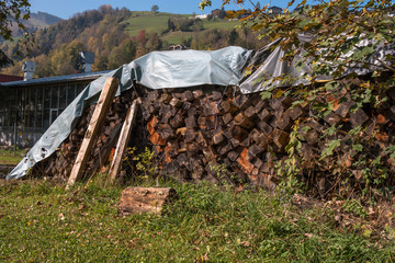 Preparation of firewood for the winter. firewood background, Stacks of firewood in the forest. Pile of firewood