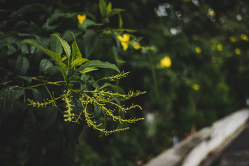 Young shoots of flowers that are about to bloom.