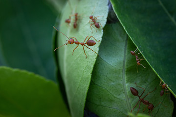 Red ants on a nest made of leaves