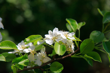 Blooming cherry tree in the garden. Cherry flowers close up.A bouquet flowers. Floral collage. Flower composition. Nature.