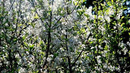 Fototapeta na wymiar Blooming cherry tree in the garden. Cherry flowers close up.A bouquet flowers. Floral collage. Flower composition. Nature.