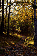 Alaska fall landscape.
