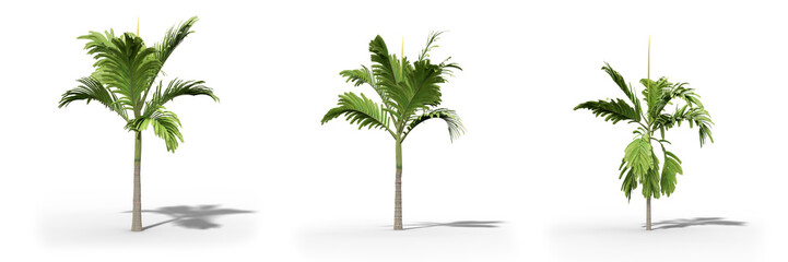 Betel nut palm on a white background.Isolated trees with clipping path, Realistic 3D rendering