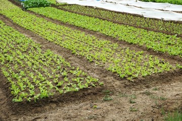 Fototapeta na wymiar Farm field filled with vegetable seedlings almost ready to transplant