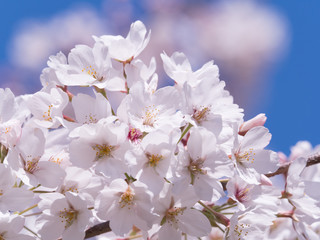 Fototapeta premium サクラの花