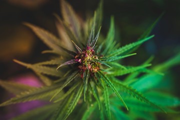 Naklejka na ściany i meble Cannabis wild plant in garden.