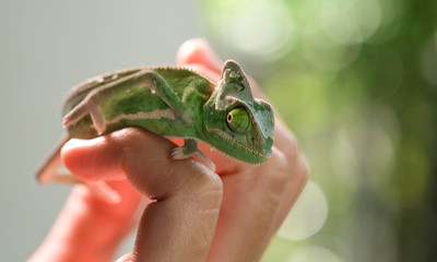 Close up chameleon