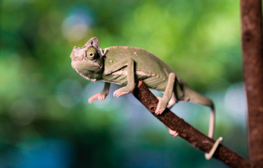 Close up chameleon