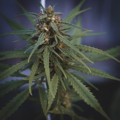 Cannabis wild plant in garden.