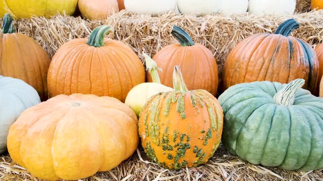 Assorted Organic Pumpkins