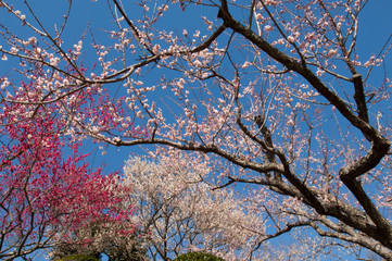 青い空をバックに３色の梅の花の満開な風景（水戸偕楽園）