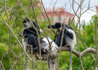 Warthogs playing in Shanghai Safari Park