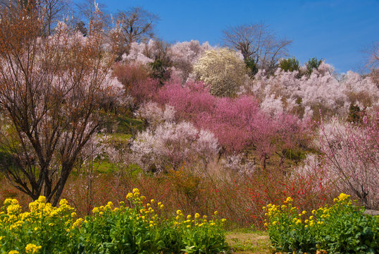 福島の桃源郷（花見山公園、日本）の春爛漫の風景