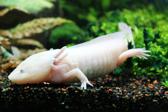 Axolotl lying on the small rocks. Sea and ocean life backdrop with algae. Underwater amphibian inhabitant. Diving or oceanarium or aquarium picture