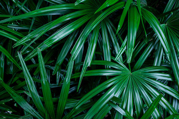 tropical green palm leaf and shadow, abstract natural background, dark tone