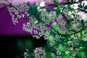 Blooming cherry tree in the garden. Cherry flowers close up.A bouquet flowers. Floral collage. Flower composition. Nature.