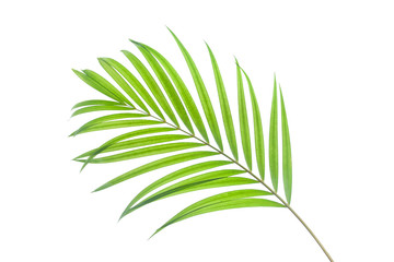 tropical coconut leaf isolated on white background, summer background