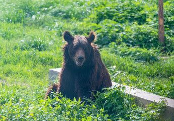 Fototapeta premium A cute black bear in a wildlife park.