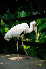 The Milky Stork (Mycteria Cinerea) Bali Bird Park. Indonesia