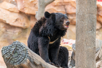 A cute black bear in a wildlife park.