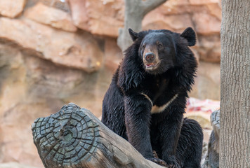 A cute black bear in a wildlife park.