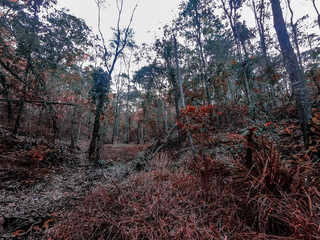Fototapeta premium Enoggera Reservoir Australia