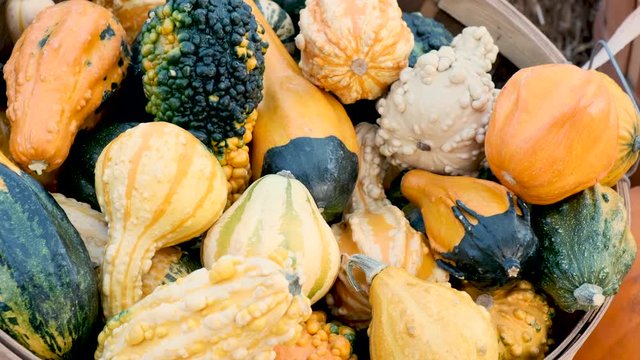 Assorted Organic Pumpkins
