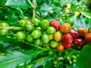 berries of black currant