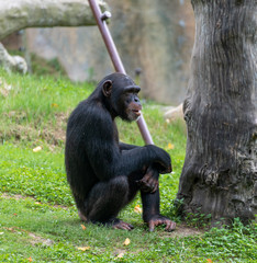 Chimpanzees sitting on the ground in a wildlife park