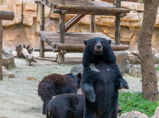 A cute black bear in a wildlife park.