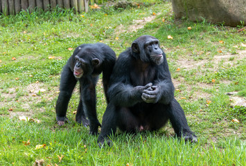 Chimpanzees sitting on the ground in a wildlife park