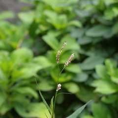 公園に生えていた雑草