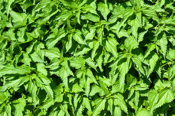 green leaves of a large bush of stinging nettles