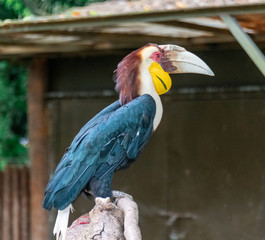 Beautiful hornbills that stop on dead wood