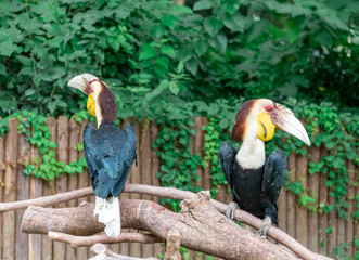 Beautiful hornbills that stop on dead wood