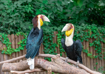 Beautiful hornbills that stop on dead wood