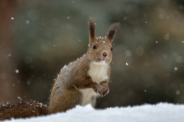 冬のエゾリス © mihiro_wildlife
