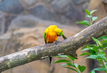 Yellow-green sun cone-tailed parrot on a branch