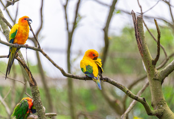 Yellow-green sun cone-tailed parrot on a branch