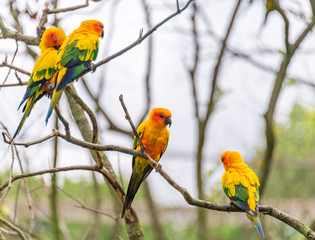 Yellow-green sun cone-tailed parrot on a branch