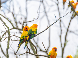 Yellow-green sun cone-tailed parrot on a branch