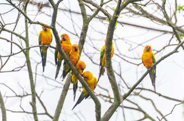 Yellow-green sun cone-tailed parrot on a branch