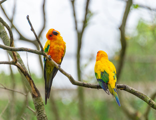 Yellow-green sun cone-tailed parrot on a branch